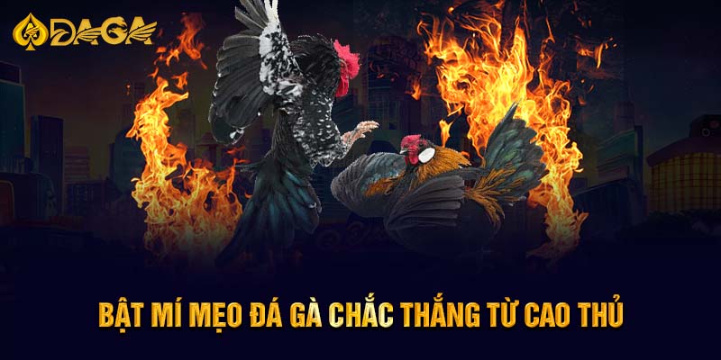 Bật mí mẹo đá gà chắc thắng từ cao thủ