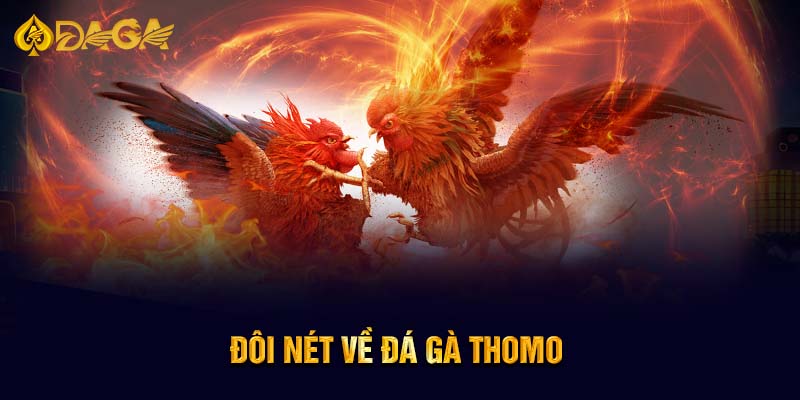 Đôi nét về đá gà Thomo