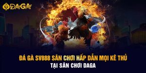 Đá Gà Thomo - Loại Hình Giải Trí Chất Lượng Tại Daga